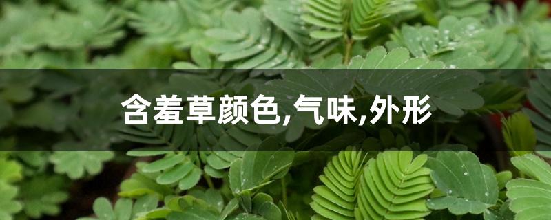 含羞草颜色,气味,外形