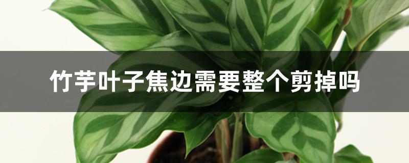 竹芋叶子焦边需要整个剪掉吗 竹芋叶子焦边需要整个剪掉吗