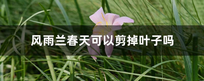 风雨兰春天可以剪掉叶子吗 风雨兰春天可以剪掉叶子吗