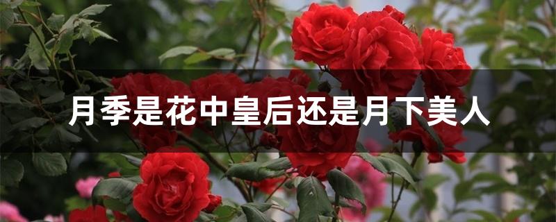 月季是花中皇后还是月下美人