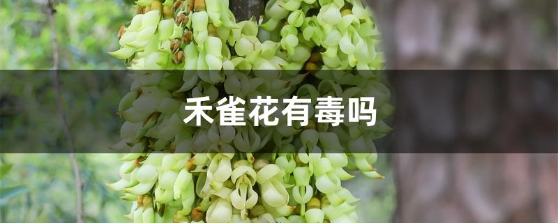 禾雀花有毒吗