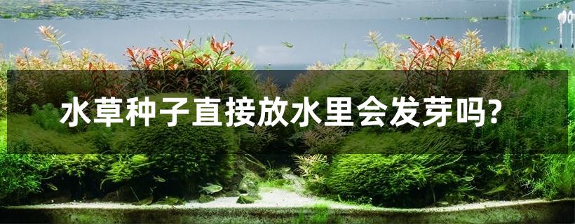 水草种子直接放水里会发芽吗?