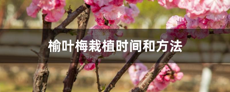 榆叶梅栽植时间和方法