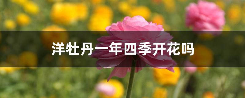 洋牡丹一年四季开花吗