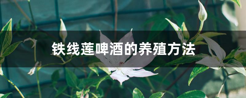 铁线莲啤酒的养殖方法