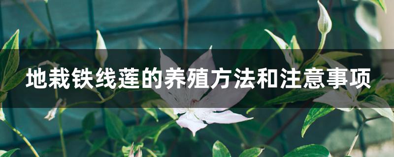 地栽铁线莲的养殖方法和注意事项