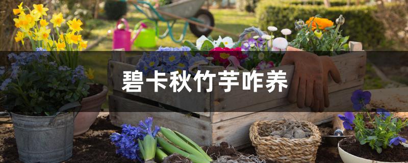 碧卡秋竹芋咋养 碧卡秋竹芋咋养