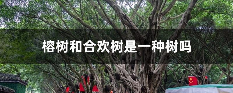 榕树和合欢树是一种树吗