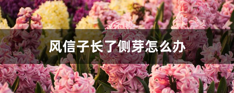 风信子长了侧芽怎么办