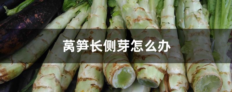 莴笋长侧芽怎么办