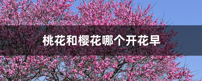 桃花和樱花哪个开花早