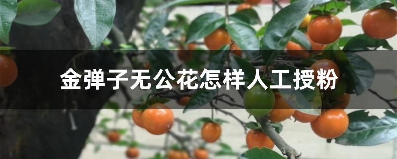 金弹子无公花怎样人工授粉