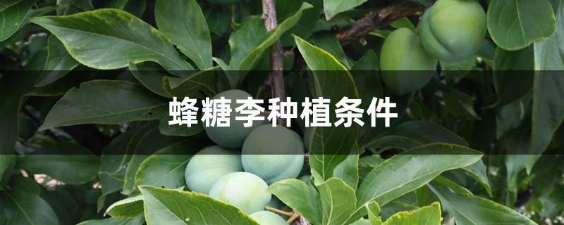 蜂糖李种植条件