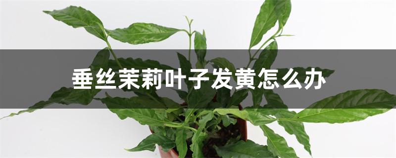 垂丝茉莉叶子发黄怎么办