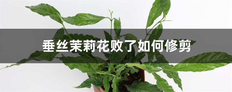 垂丝茉莉花败了如何修剪