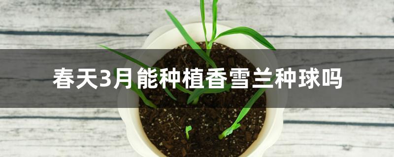 春天3月能种植香雪兰种球吗