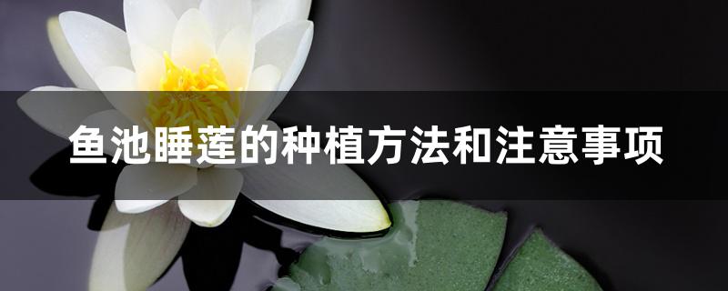 鱼池睡莲的种植方法和注意事项