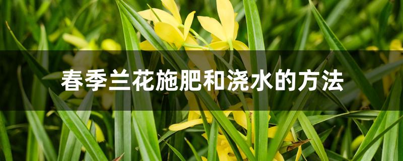 春季兰花施肥和浇水的方法