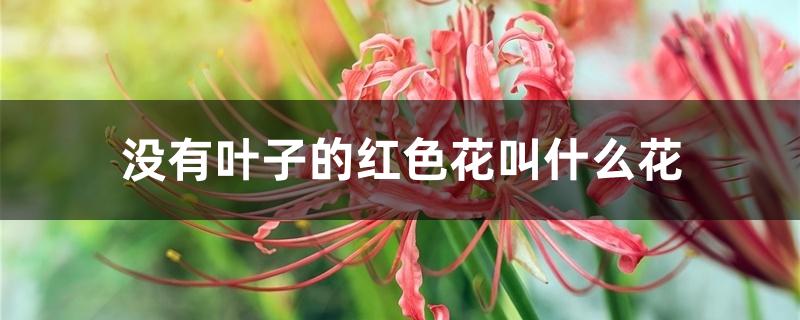 没有叶子的红色花叫什么花