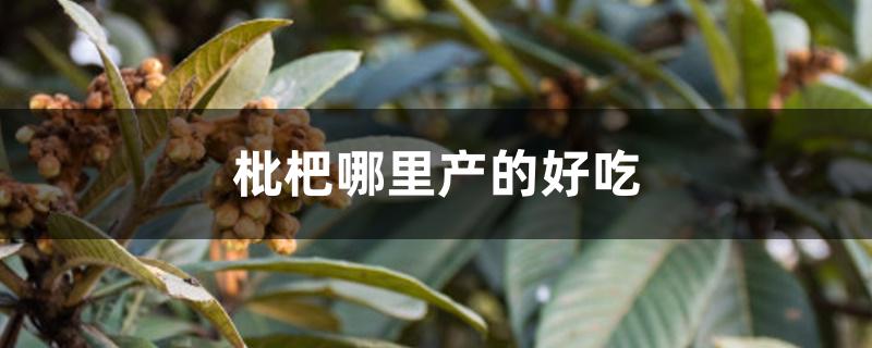 枇杷哪里产的好吃 枇杷哪里产的好吃