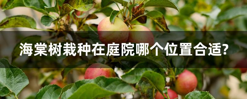 海棠树栽种在庭院哪个位置合适?