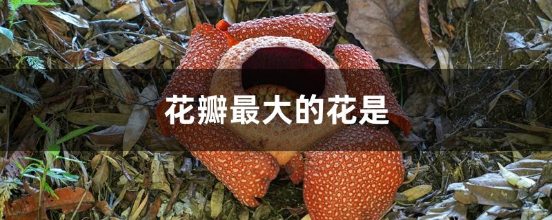 花瓣最大的花是 花瓣最大的花是