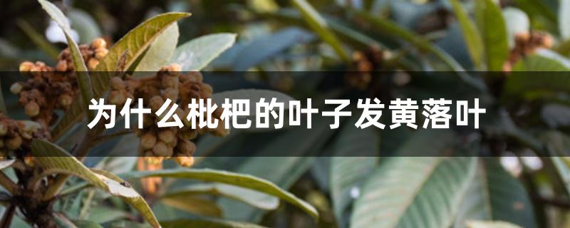 为什么枇杷的叶子发黄落叶 为什么枇杷的叶子发黄落叶