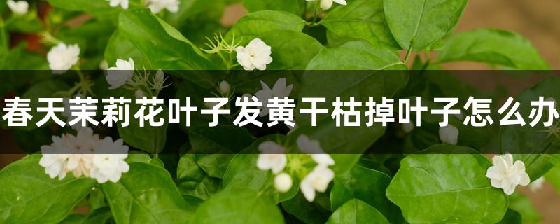 春天茉莉花叶子发黄干枯掉叶子怎么办