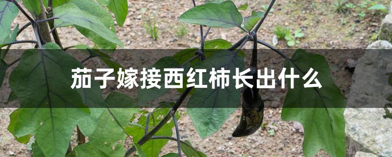 茄子嫁接西红柿长出什么