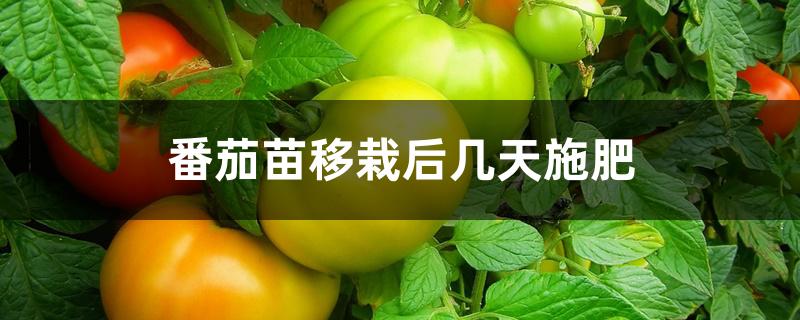 番茄苗移栽后几天施肥