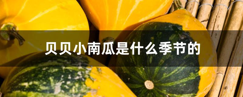 贝贝小南瓜是什么季节的