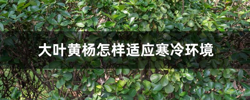 大叶黄杨怎样适应寒冷环境