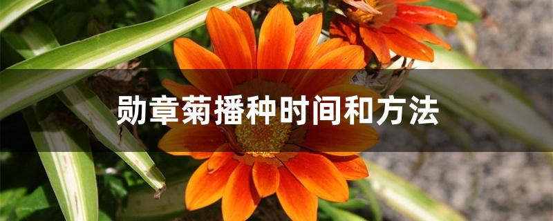 勋章菊播种时间和方法