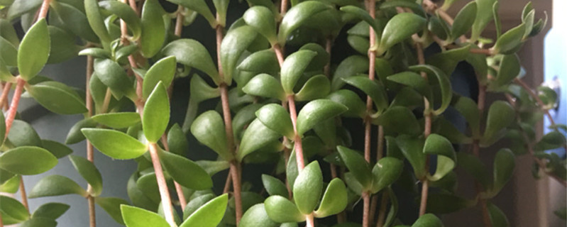 垂盆草有几种 垂盆草有几种