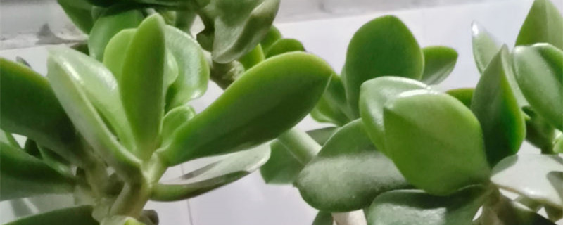 燕子掌的寓意和象征 燕子掌的寓意和象征