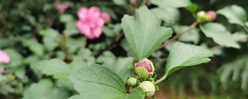 木菊花的养殖方法