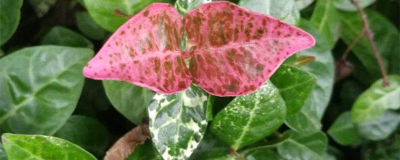 彩叶络石花的养护