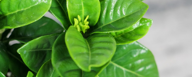 草本植物和灌木的区别