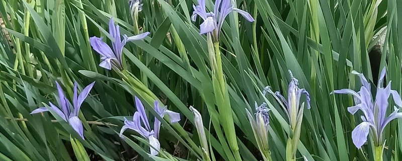 马莲花和马兰花的区别