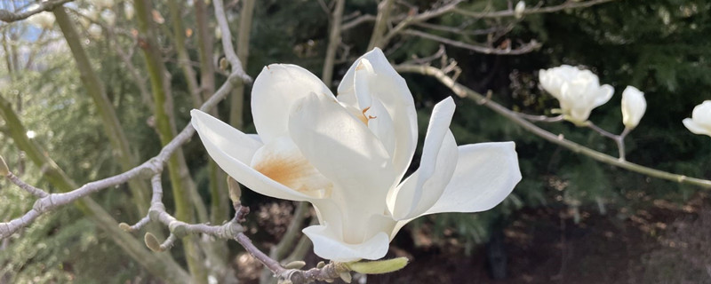 木兰花和白玉兰的区别 木兰花和白玉兰的区别