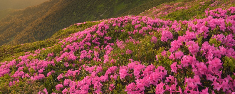 杜鹃花和映山红是不是一种花