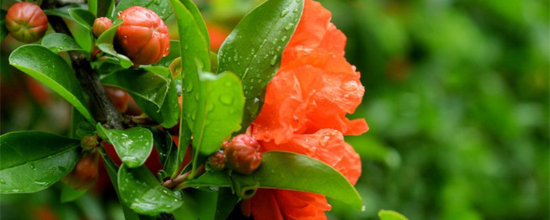 石榴花是什么样子 石榴花是什么样子