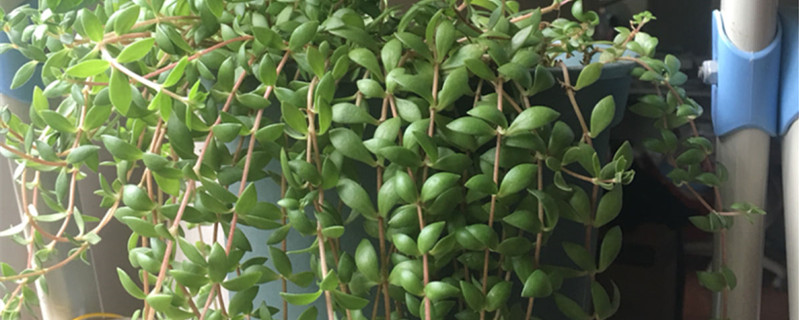 垂盆草是什么样子的 垂盆草是什么样子的