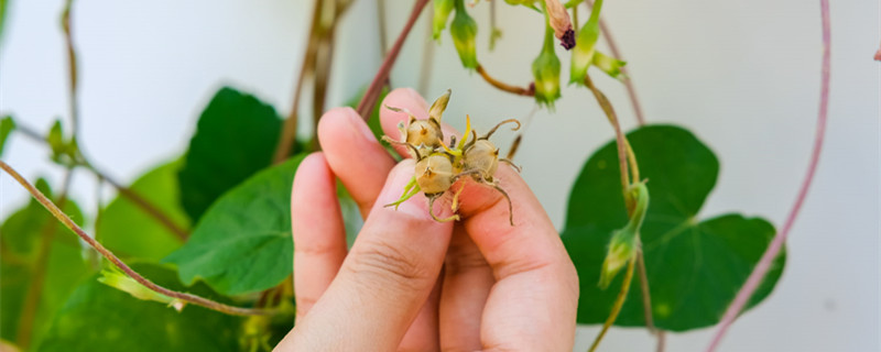 牵牛花的种子长什么样子