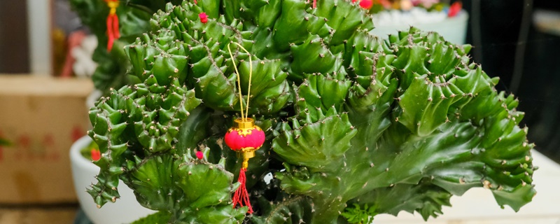 麒麟掌寓意