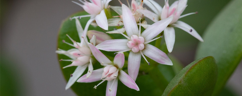 燕子掌开花预兆