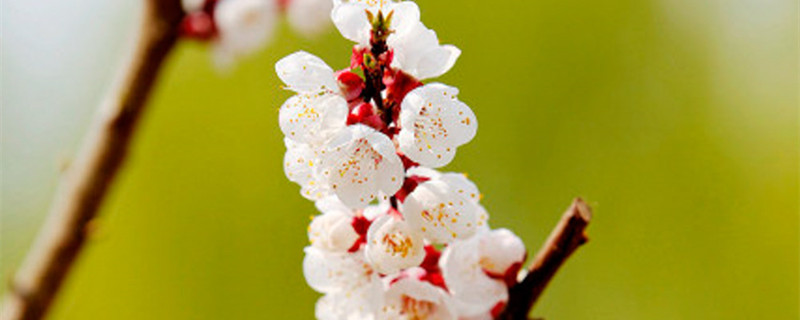 杏花什么颜色,什么时候开花