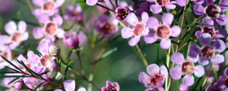 澳洲腊梅鲜切花花期