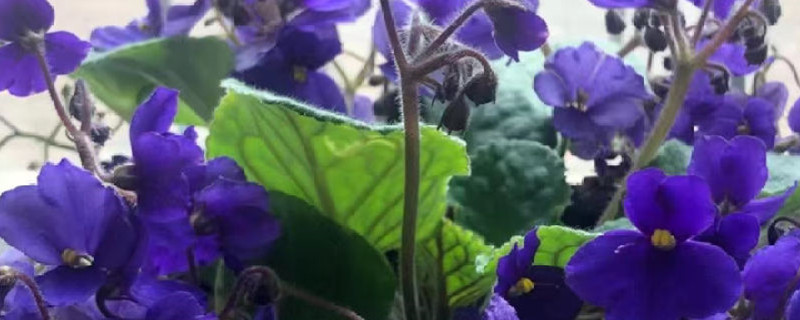 非洲紫罗兰怎么养 非洲紫罗兰怎么养