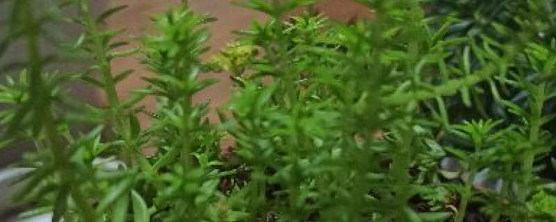 佛甲草花语 佛甲草花语
